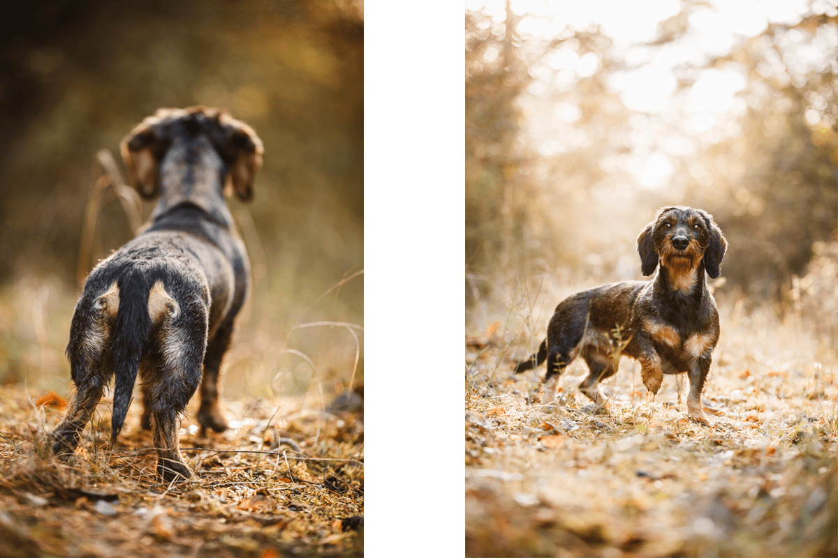 Leila Dackel Würzburg Hunde Fotograf