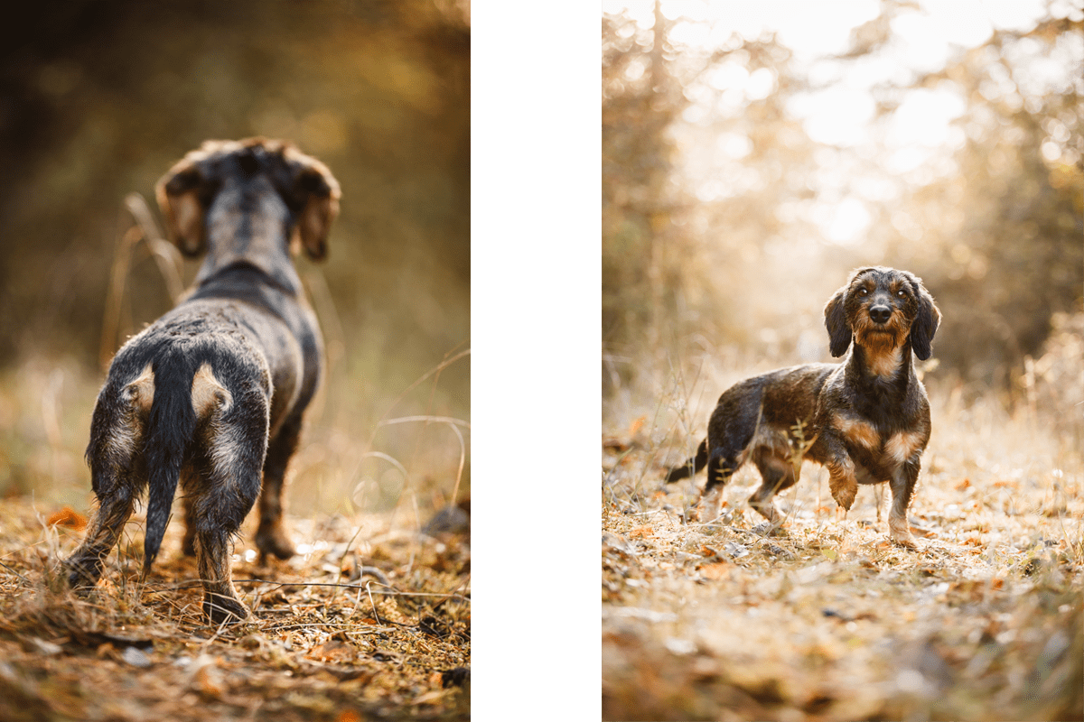 Leila-Dackel-Würzburg-Hunde-Fotograf