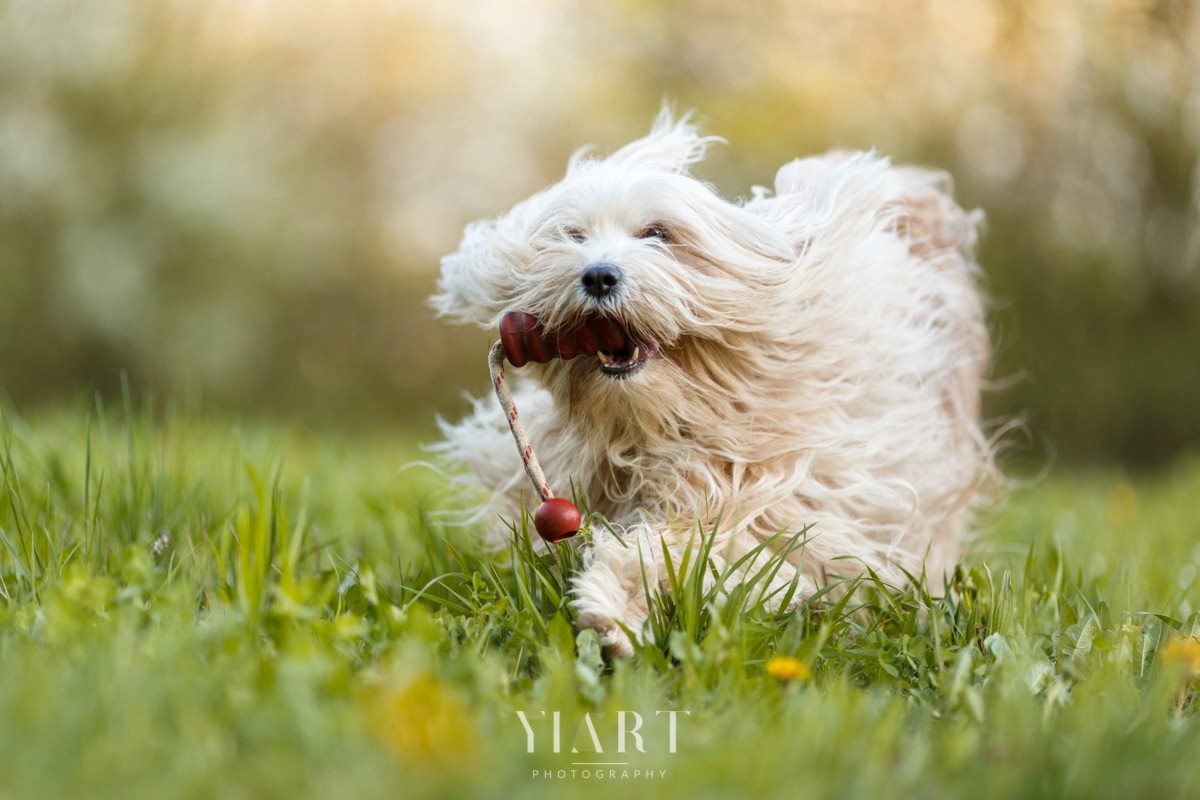 Tibet Terrier Hunde Fotograf Würzburg