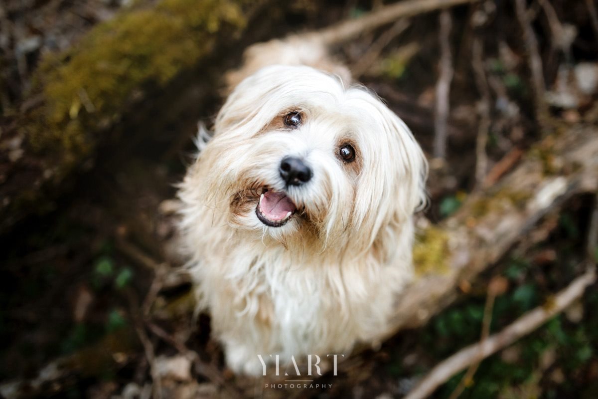 Tibet Terrier Hunde Fotograf Würzburg