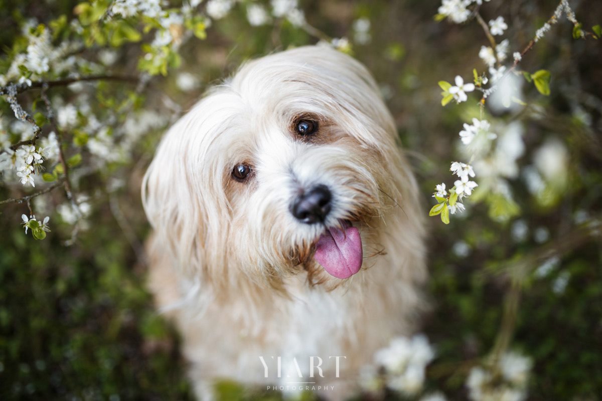 Tibet Terrier Hunde Fotograf Würzburg