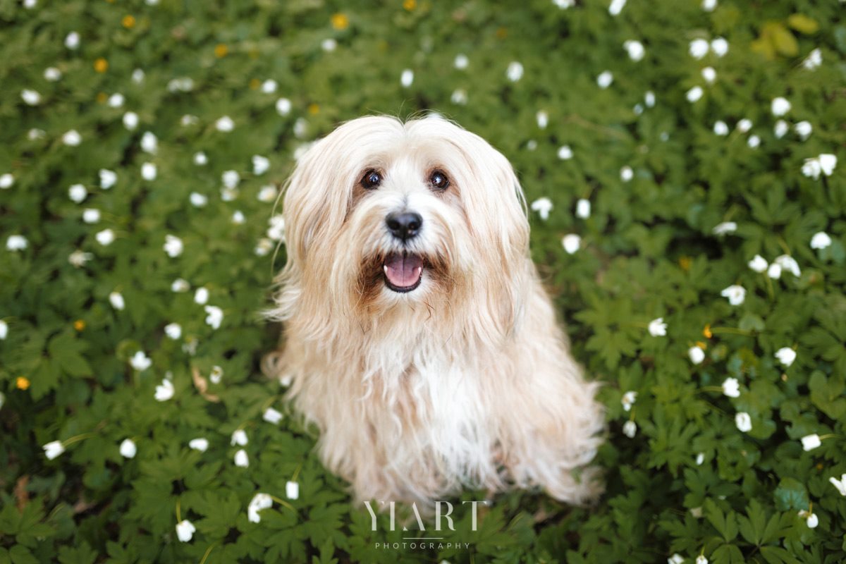 Tibet Terrier Hunde Fotograf Würzburg