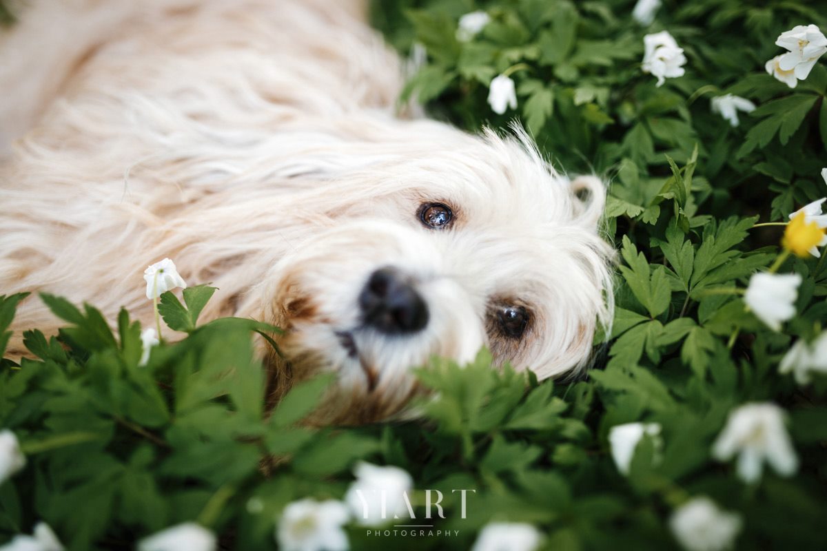 Tibet Terrier Hunde Fotograf Würzburg