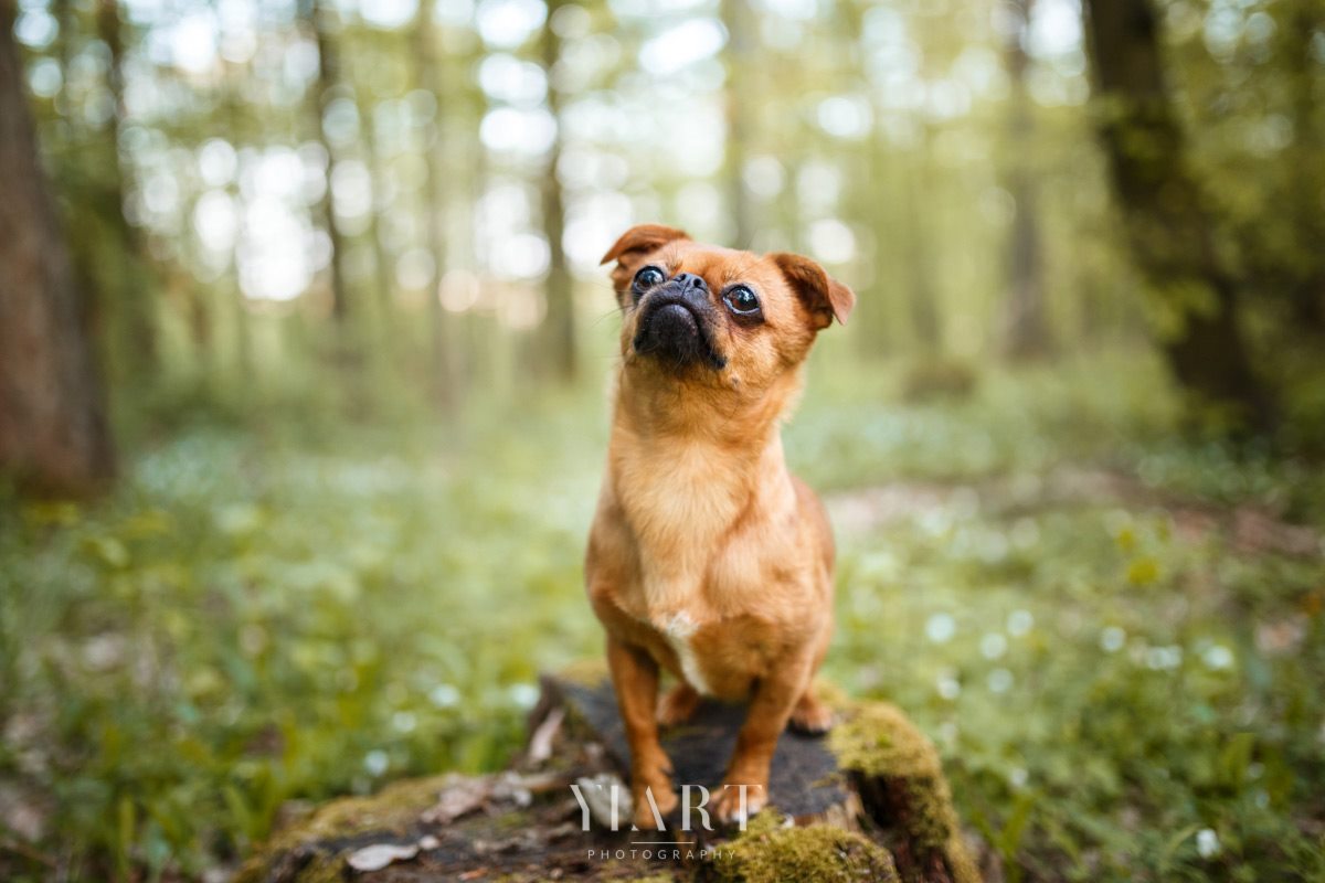 Tierschutzhund Maja Hundefotografie Würzburg 