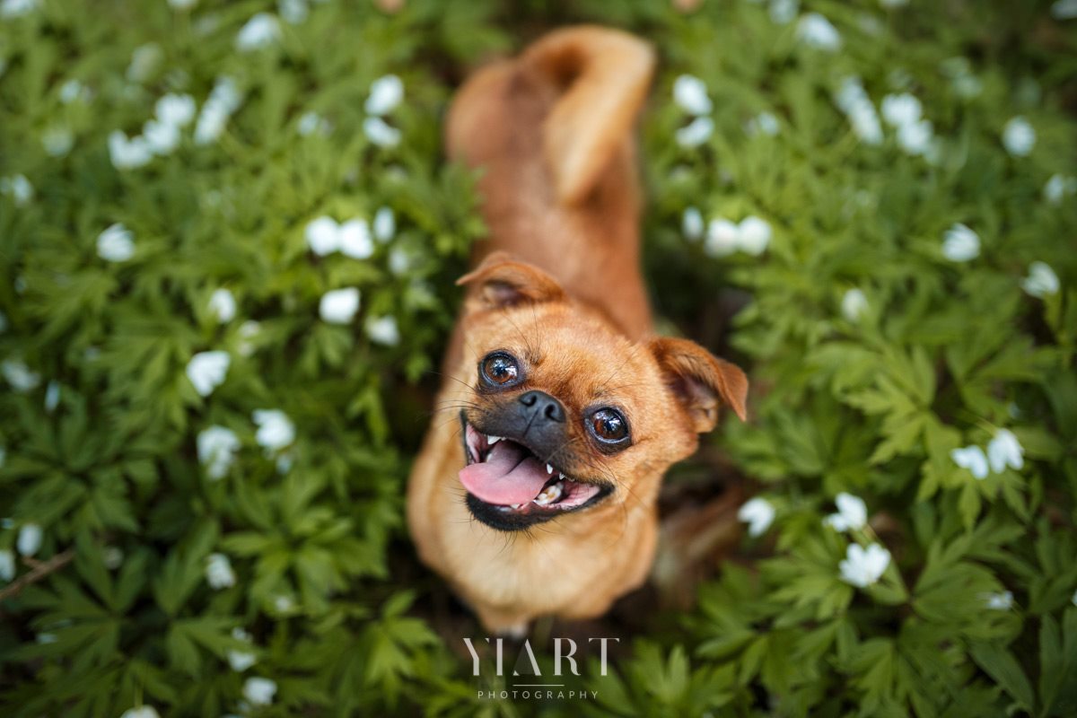 Tierschutzhund Maja Hundefotografie Würzburg 