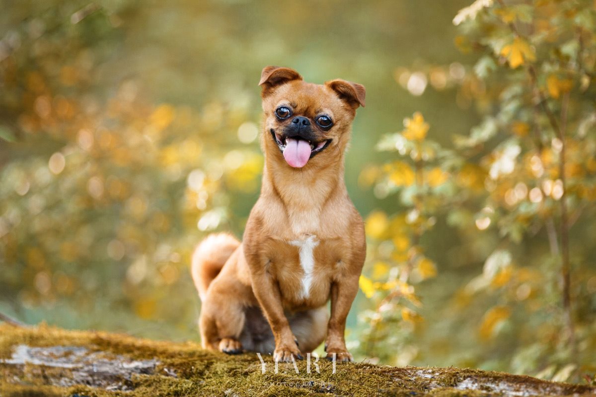 Tierschutzhund Maja Hundefotografie Würzburg 