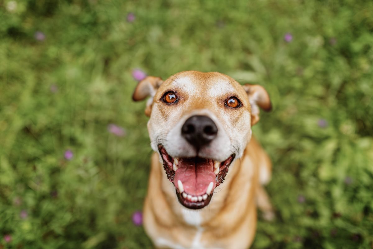 Alice-Boxer-Schäferhund-Mischling-Mix-Würzburg-Hundefotograf-Tierfotografie-Tierschutz-Tierschutzhund (1)