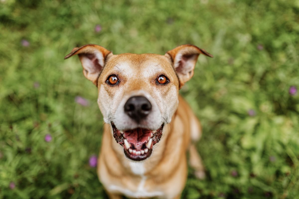 Alice-Boxer-Schäferhund-Mischling-Mix-Würzburg-Hundefotograf-Tierfotografie-Tierschutz-Tierschutzhund (1)