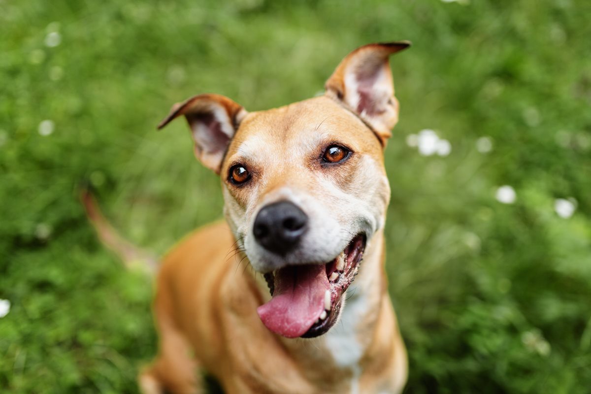 Alice-Boxer-Schäferhund-Mischling-Mix-Würzburg-Hundefotograf-Tierfotografie-Tierschutz-Tierschutzhund (1)