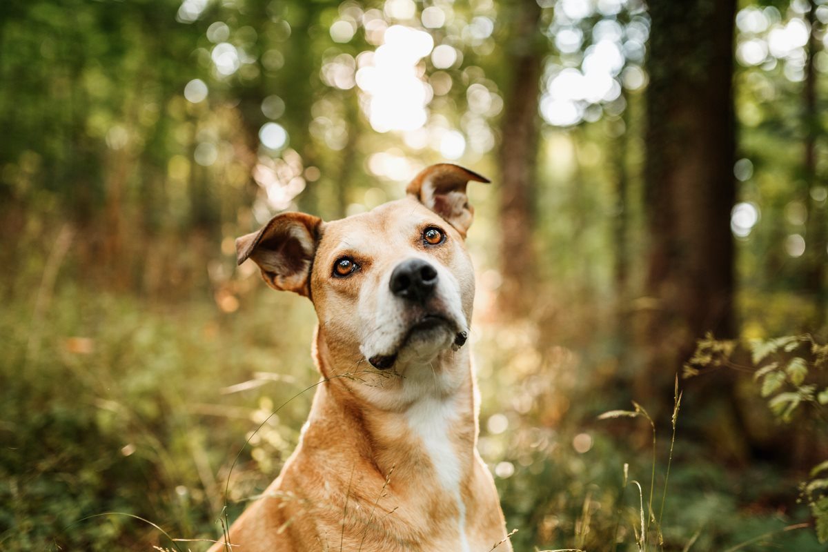 Alice-Boxer-Schäferhund-Mischling-Mix-Würzburg-Hundefotograf-Tierfotografie-Tierschutz-Tierschutzhund (1)