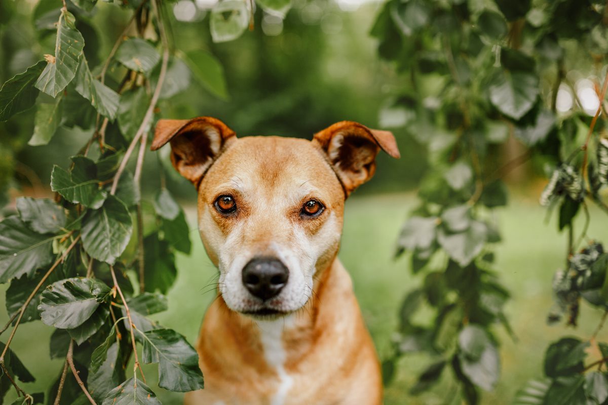 Alice-Boxer-Schäferhund-Mischling-Mix-Würzburg-Hundefotograf-Tierfotografie-Tierschutz-Tierschutzhund (1)