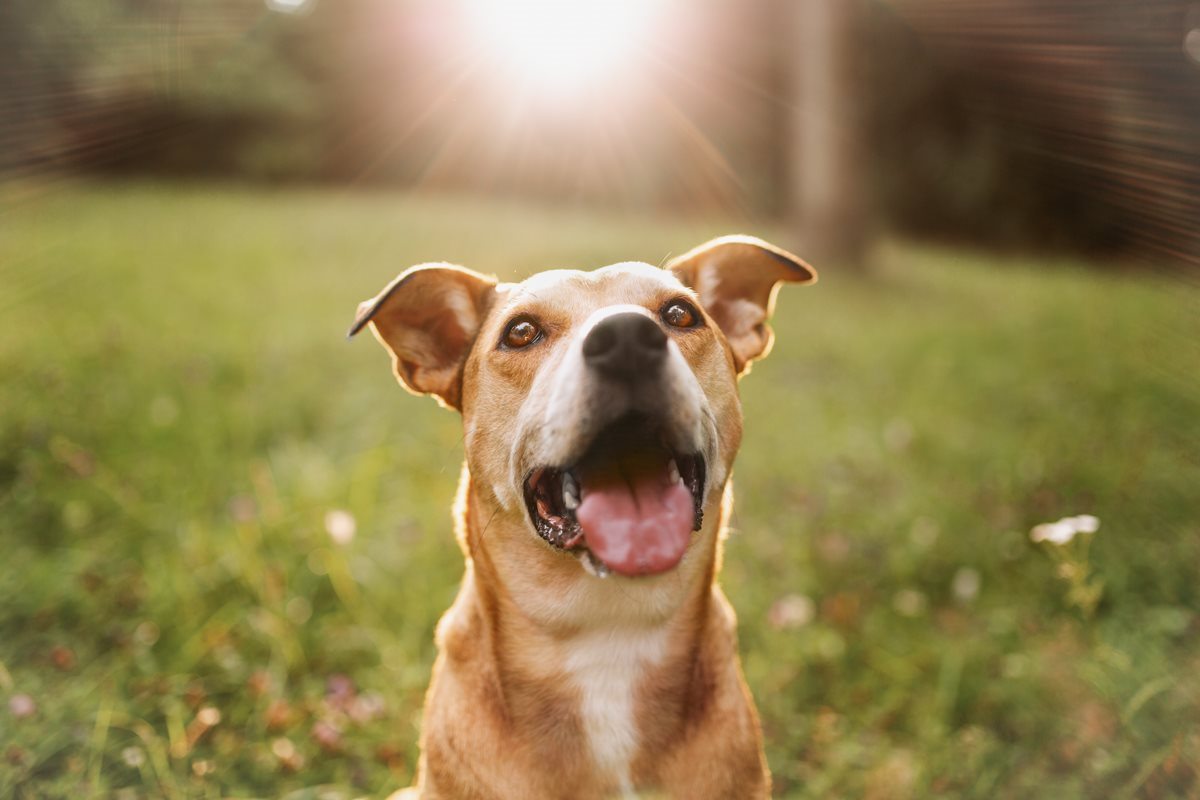 Alice-Boxer-Schäferhund-Mischling-Mix-Würzburg-Hundefotograf-Tierfotografie-Tierschutz-Tierschutzhund (1)