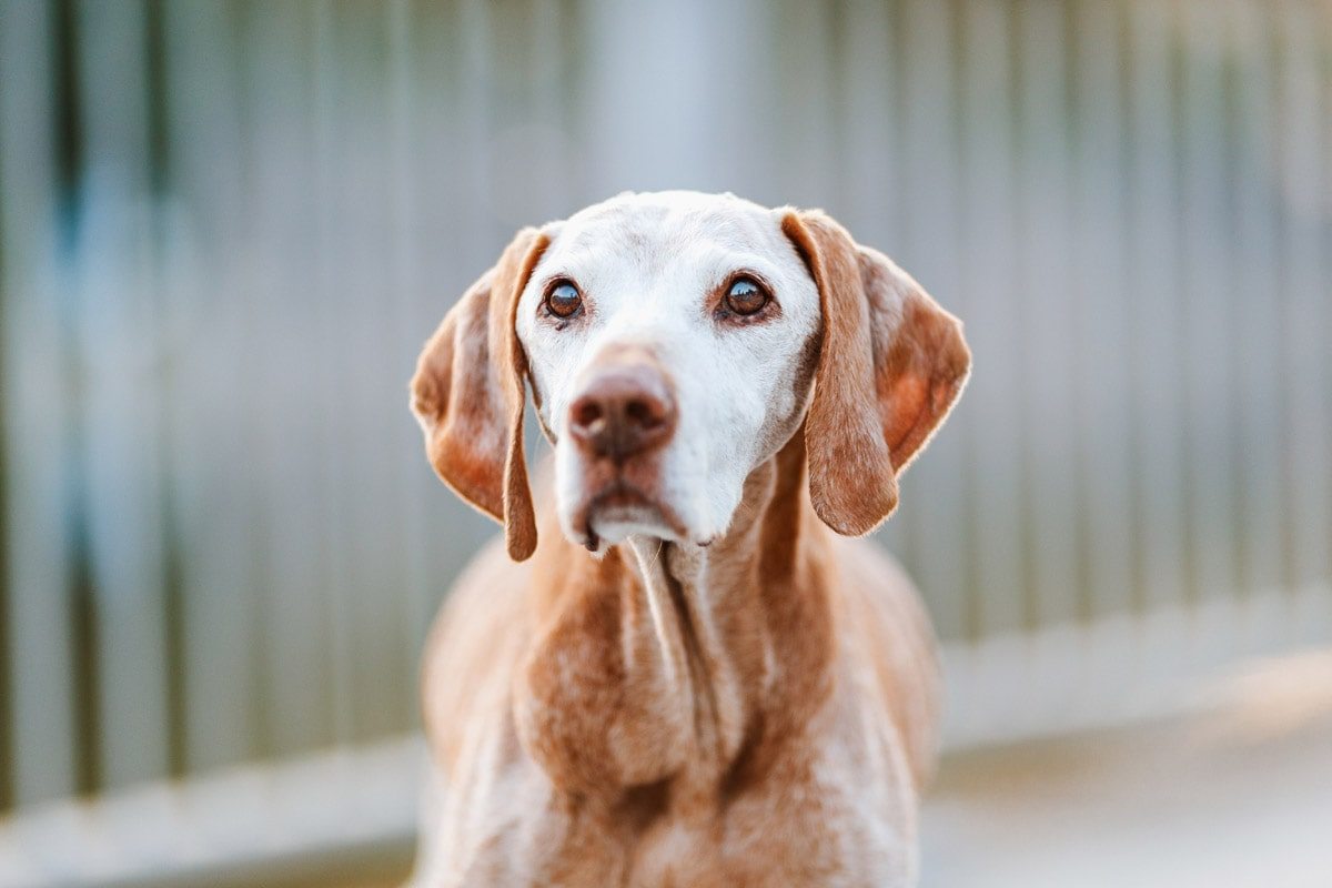 Alma Vizsla Portrait - Hundefotografie Würzburg