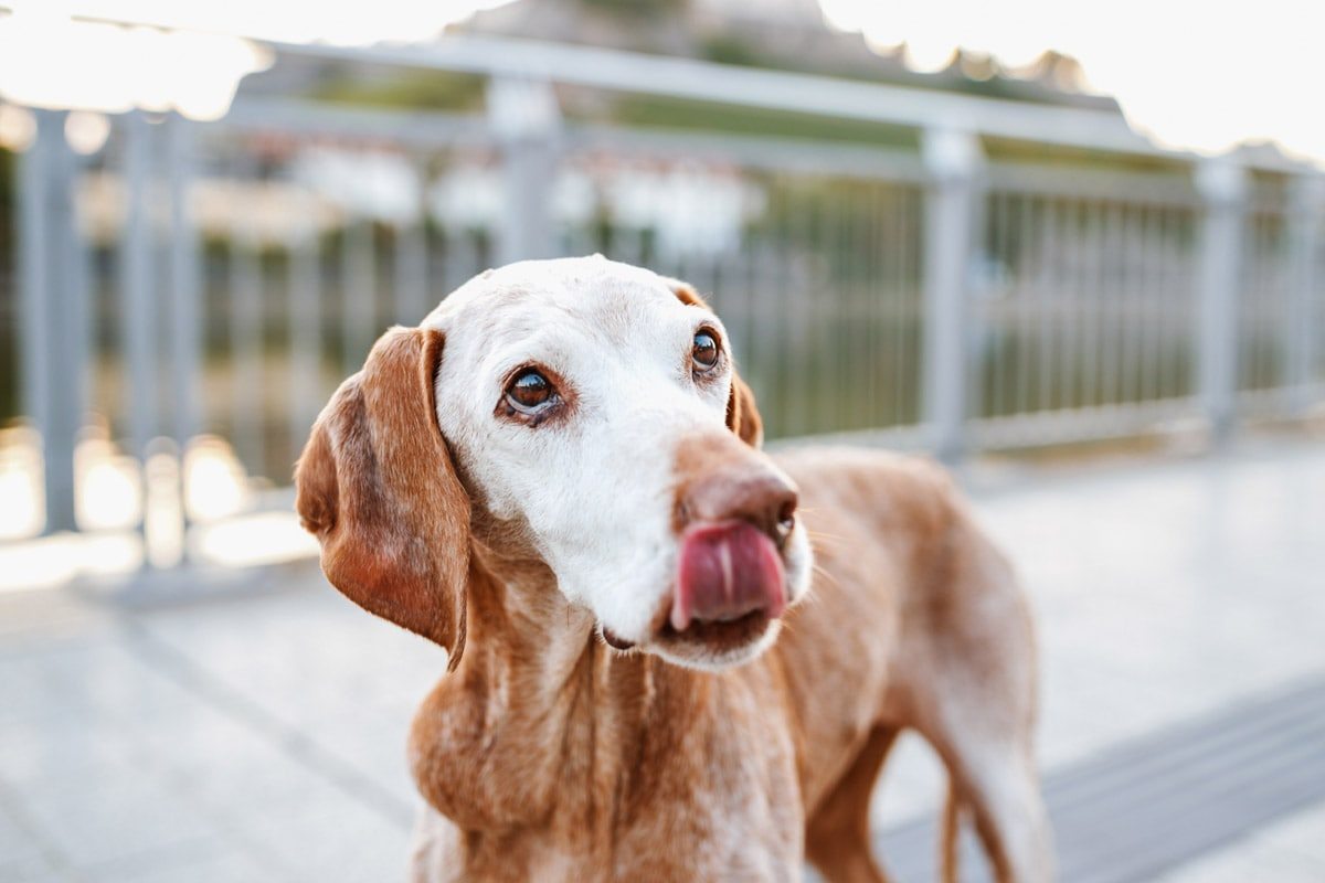 Vizsla alt | Hunde Fotoshooting Würzburg | Regenbogen Fotoshooting