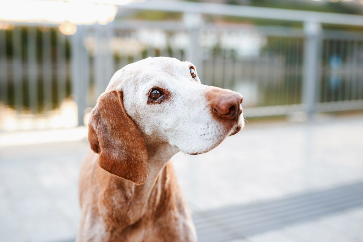 Tiere Unterfranken Würzburg Höchberg Hunde Fotoshooting Vizsla