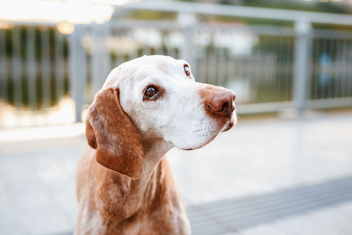 Vizsla alt | Hunde Fotoshooting Würzburg | Regenbogen Fotoshooting