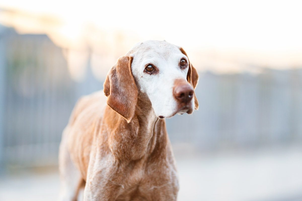 Alma Vizsla Portrait - Hundefotografie Würzburg