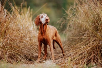 Der Zahn der Zeit – Regenbogenfotoshooting mit Sandor