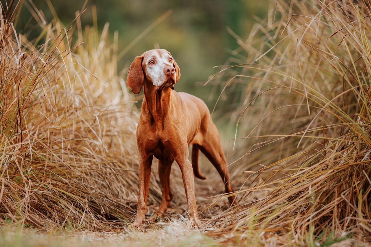 Alter-Hund-Fotoshooting-Vizsla-Portrait (1) Alter-Hund-Fotoshooting-Vizsla-Portrait (1)