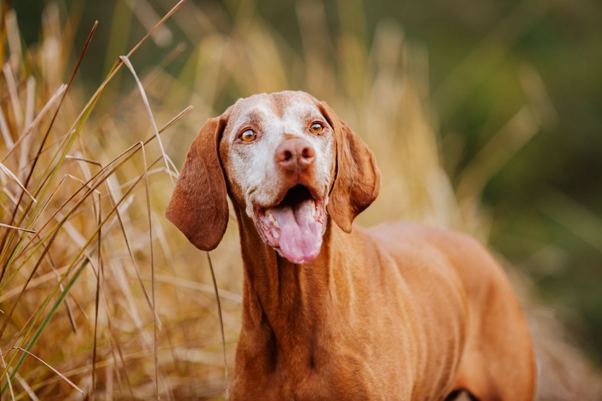 Alter-Hund-Fotoshooting-Vizsla-Portrait (2)