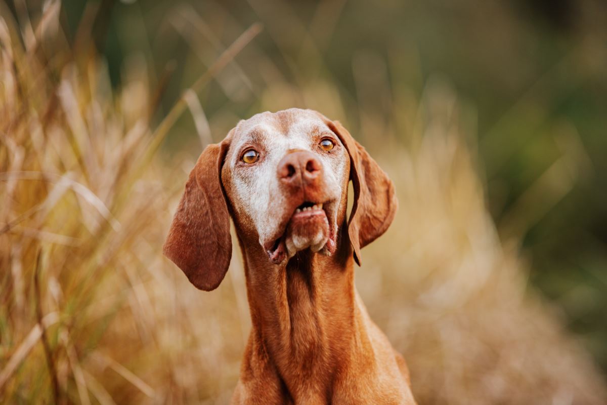 Alter-Hund-Fotoshooting-Vizsla-Portrait (3)