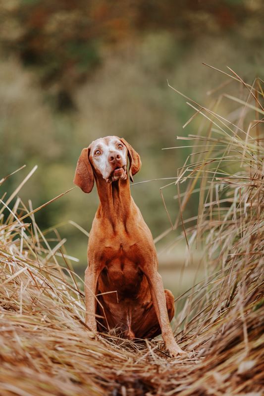 Alter-Hund-Fotoshooting-Vizsla-Portrait (4)