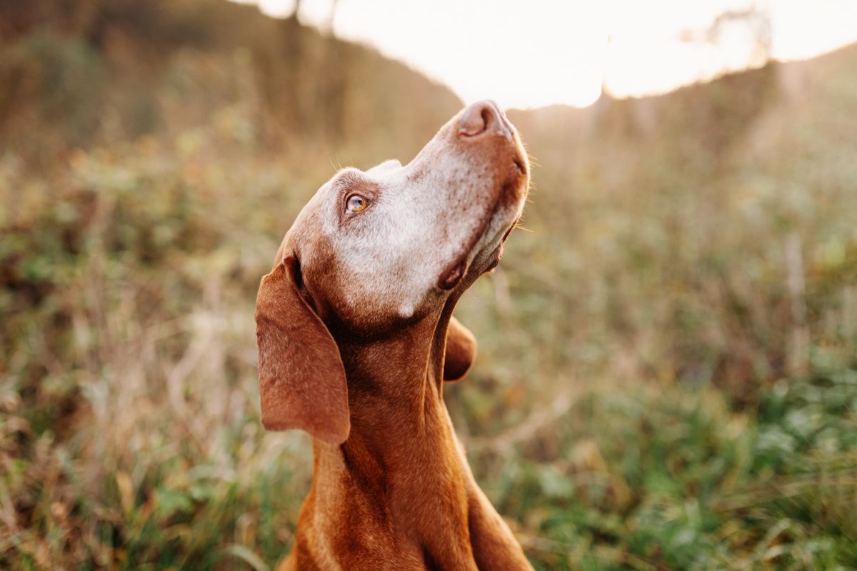 Alter-Hund-Fotoshooting-Vizsla-Portrait (5)