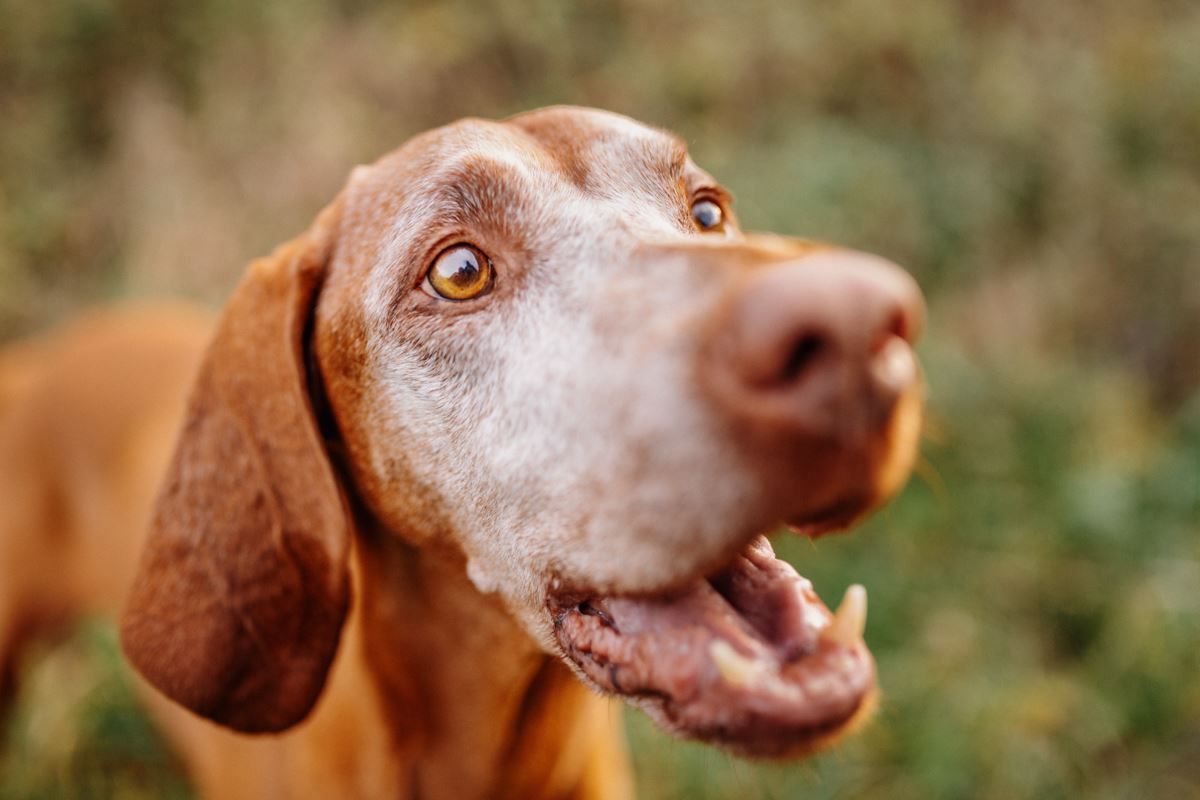 Alter-Hund-Fotoshooting-Vizsla-Portrait (6)