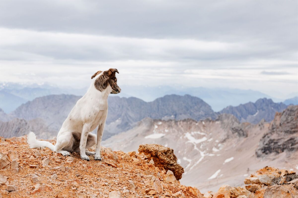 Berge-Alpen-Alpin-Voralpin-Abenteuer-Ausflug-mit-Hund-Zugspitze-YIART-Hundefotografie