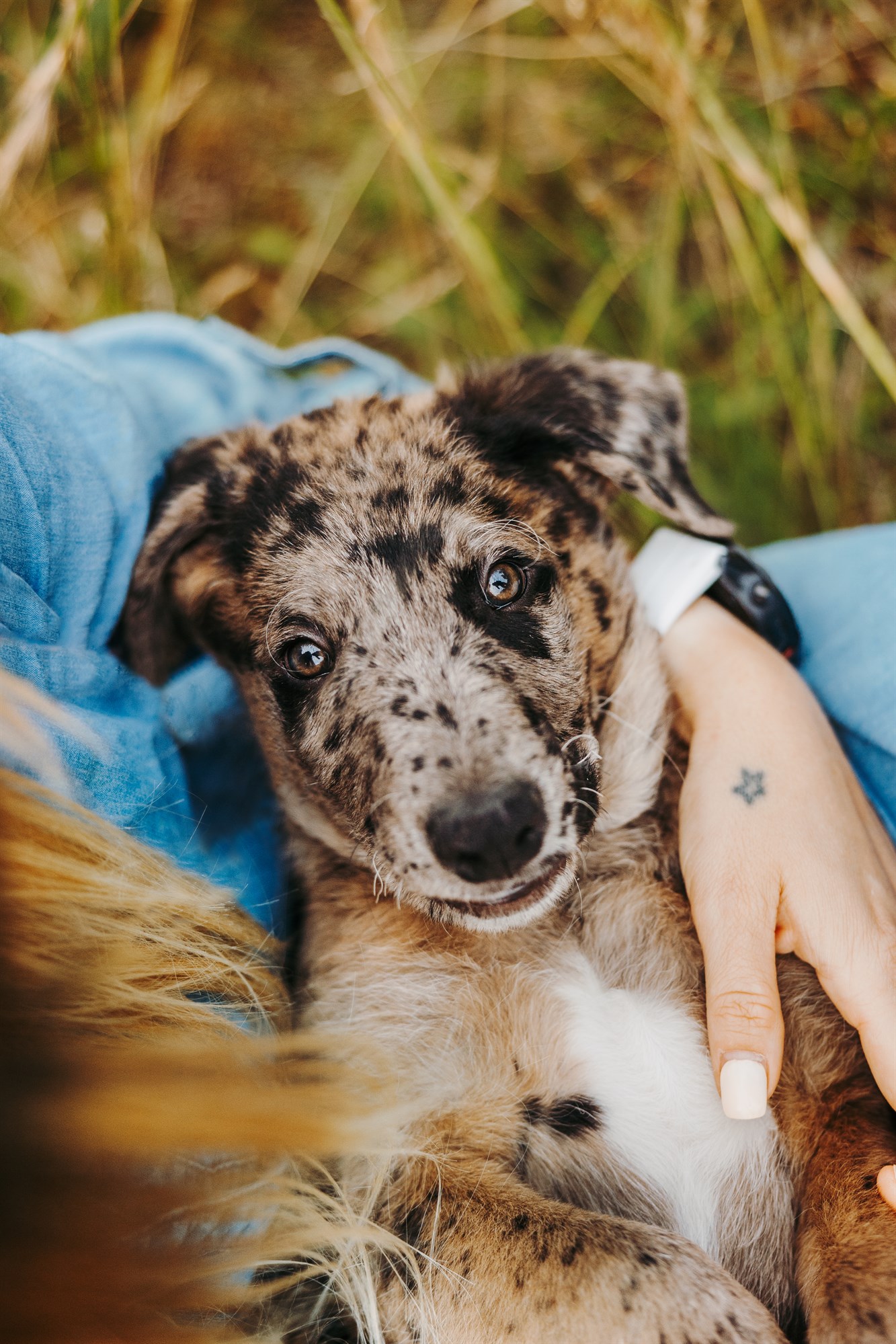 Milo-Husky-Malamute-Würzburg-Bamberg-Hundefotografie-Hundefotograf-Tierfotograf-Welpe-Fotoshooting (3)