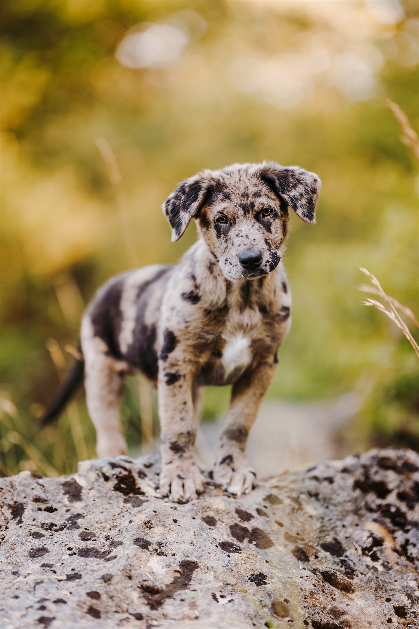 Milo-Husky-Malamute-Würzburg-Bamberg-Hundefotografie-Hundefotograf-Tierfotograf-Welpe-Fotoshooting (3)