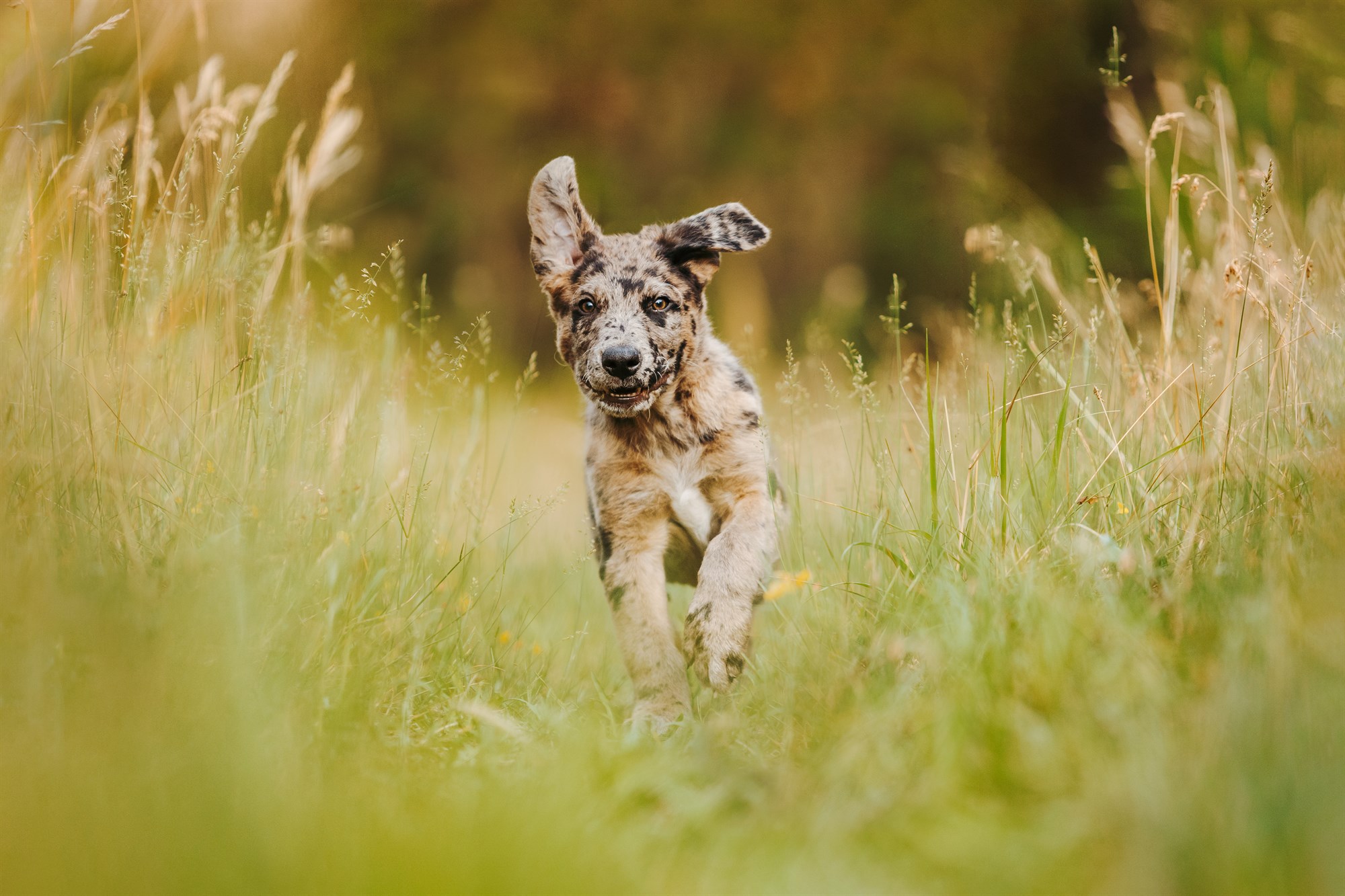 Milo-Husky-Malamute-Würzburg-Bamberg-Hundefotografie-Hundefotograf-Tierfotograf-Welpe-Fotoshooting (3)