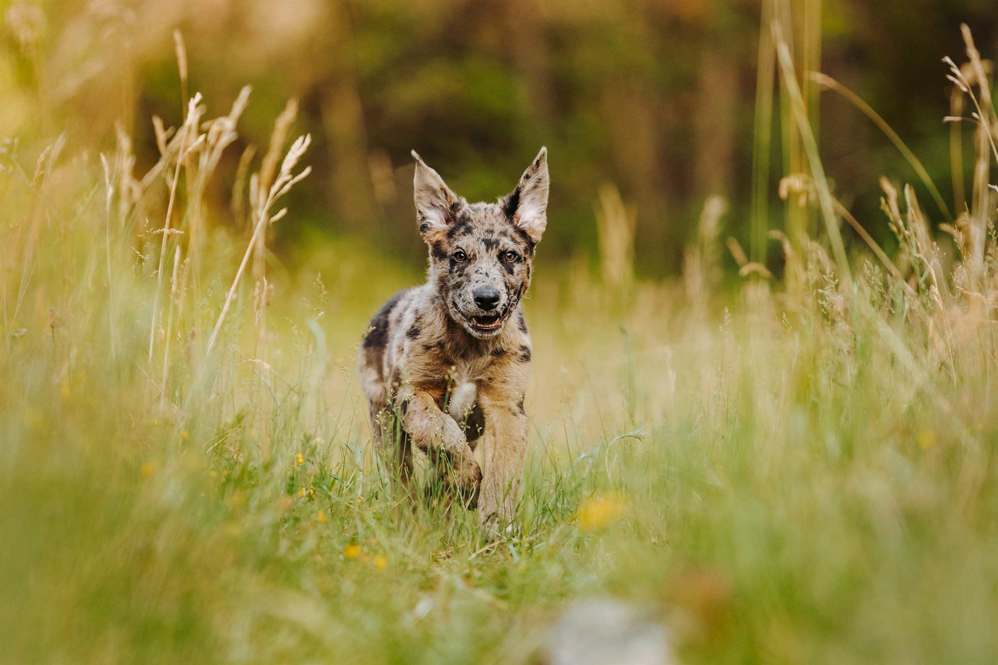 Milo-Husky-Malamute-Würzburg-Bamberg-Hundefotografie-Hundefotograf-Tierfotograf-Welpe-Fotoshooting (3)