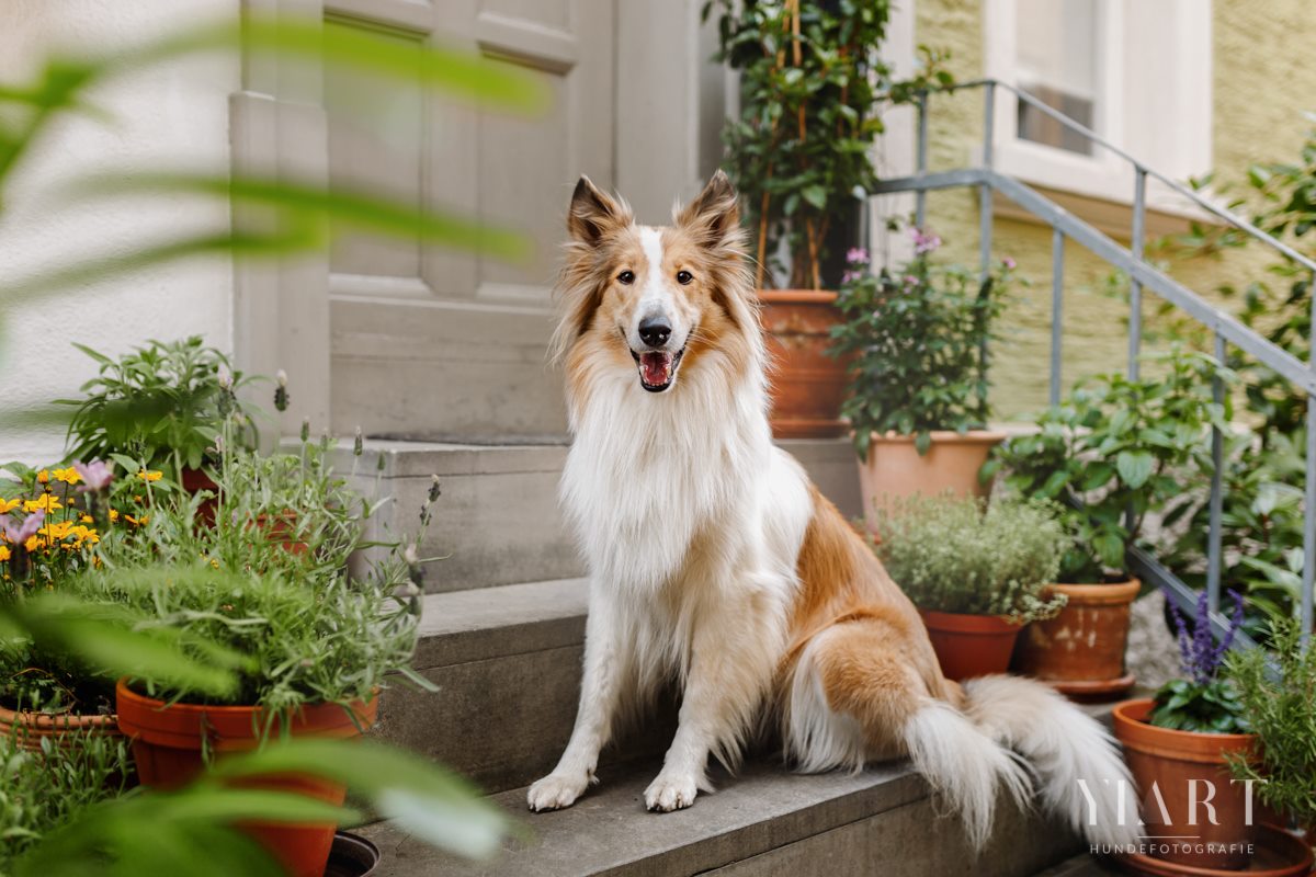 Frieda-Collie-Bamberg-Hund-Fotoshooting-Hundefotoshooting-Hundefotograf-Hundeschule-Hundetrainer-Hunde-Trainer-Hundeladen (6)