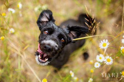 Vom Tierschutzhund zum Sonnenschein: Betty