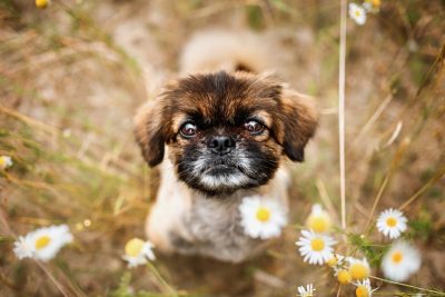 „Old and grumpy“ – Pekinese Sir John