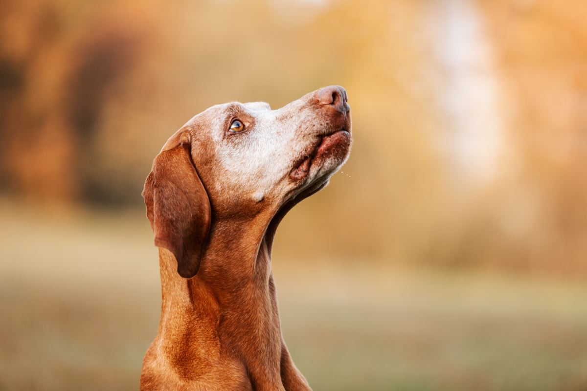 Hunde-Fotoshooting-Bamberg-Erlangen-Nürnberg-Würzburg-Marktheidenfeld (1)