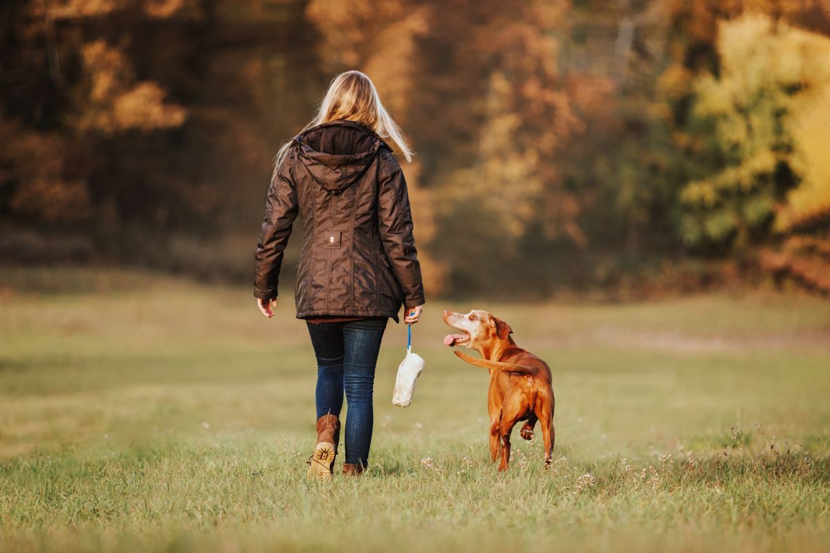 Hunde-Fotoshooting-Bamberg-Erlangen-Nürnberg-Würzburg-Marktheidenfeld (2)