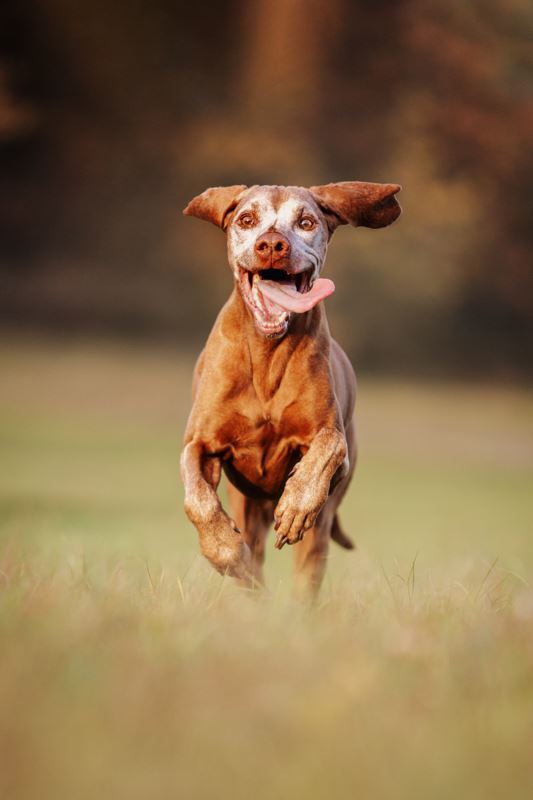 Hunde-Fotoshooting-Bamberg-Erlangen-Nürnberg-Würzburg-Marktheidenfeld (3)