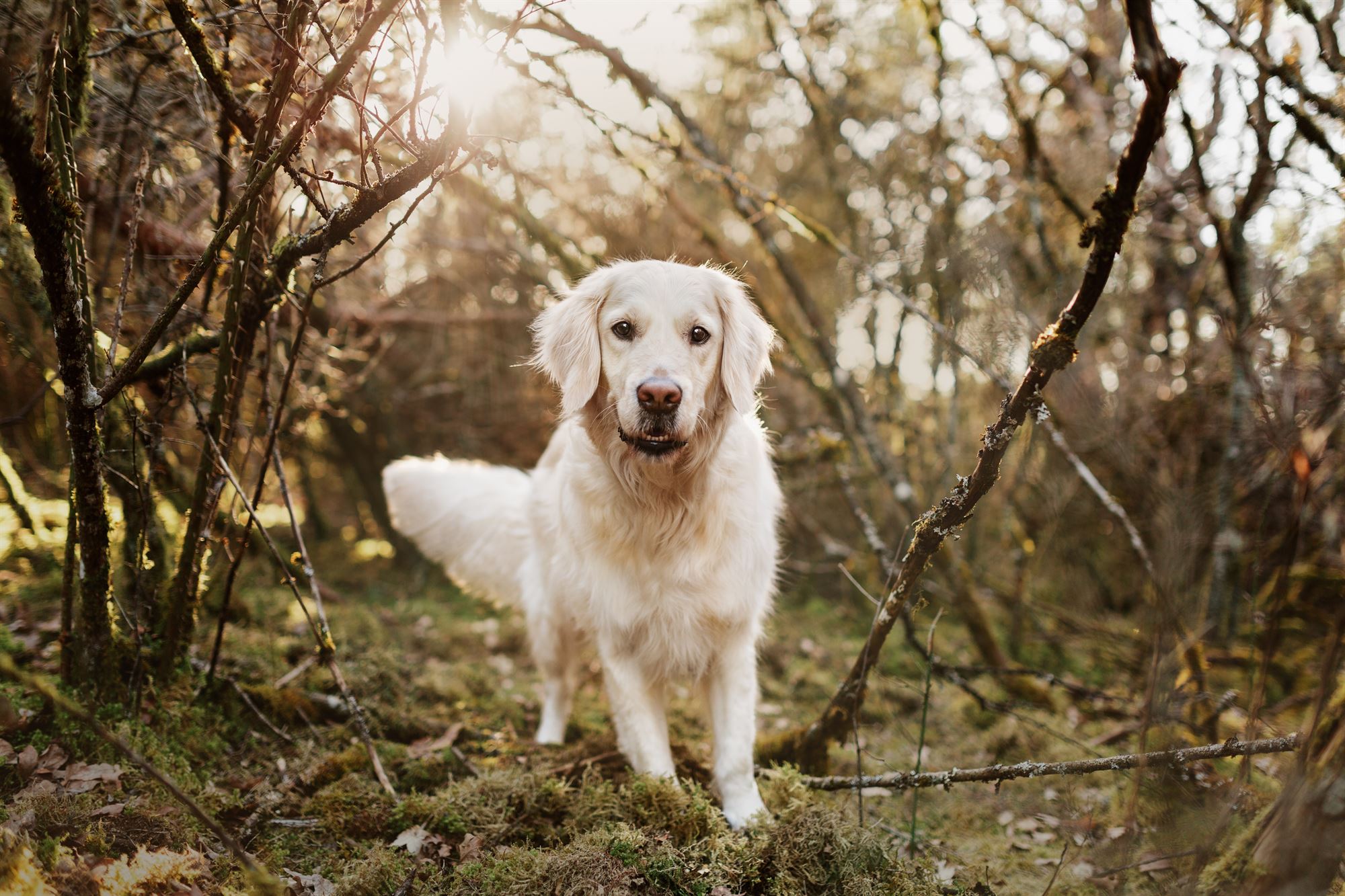 Fotografin Marktheidenfeld Mainspessart Unterfranken Hund