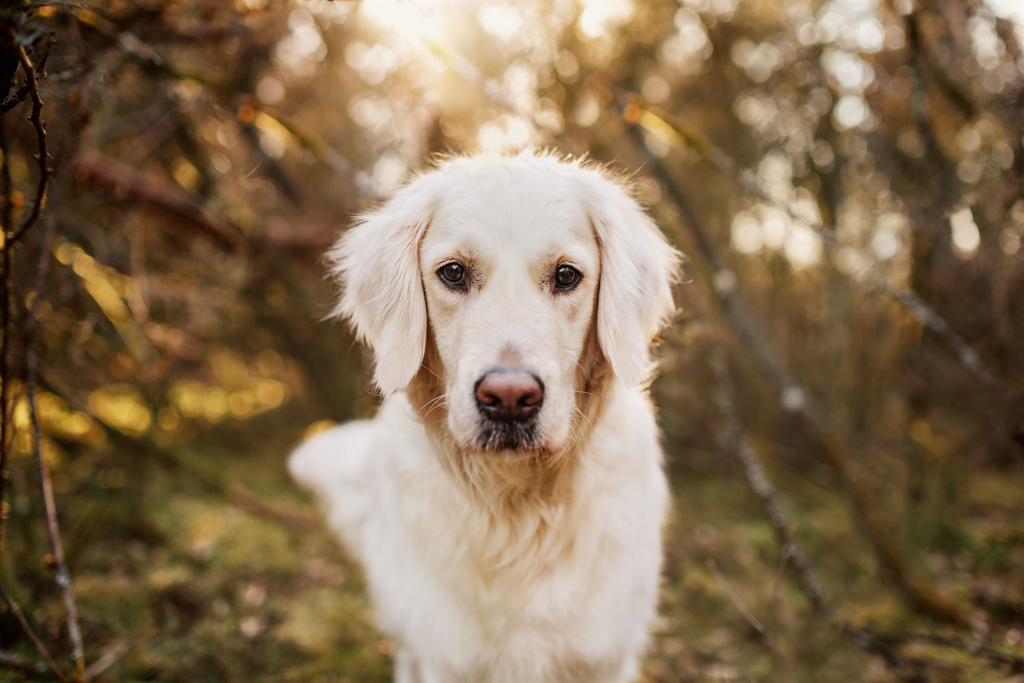 Milo-Husky-Malamute-Würzburg-Bamberg-Hundefotografie-Hundefotograf-Tierfotograf-Welpe-Fotoshooting (3)