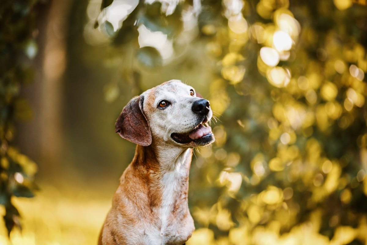 Hunde-Fotoshooting-Mato-Würzburg-Segugio maremmano