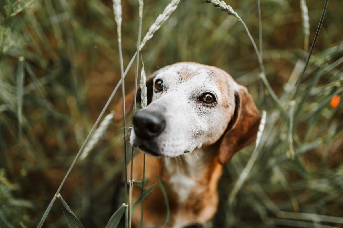 Segugio Maremmano Dreibein Portrait Hunde Fotoshooting Tierschutzhund Tierfotograf Segugio Maremmano Dreibein Portrait Hunde Fotoshooting Tierschutzhund Tierfotograf