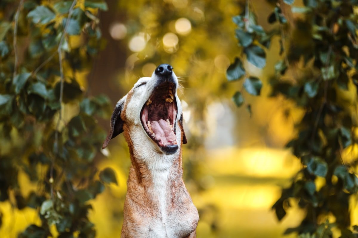 Segugio Maremmano Dreibein Portrait Hunde Fotoshooting Tierschutzhund Tierfotograf