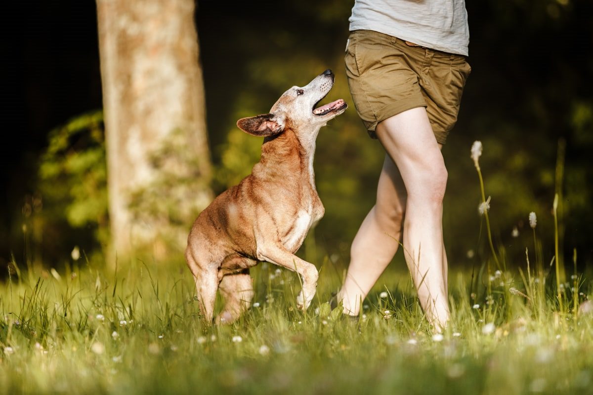 Segugio Maremmano Dreibein Portrait Hunde Fotoshooting Tierschutzhund Tierfotograf