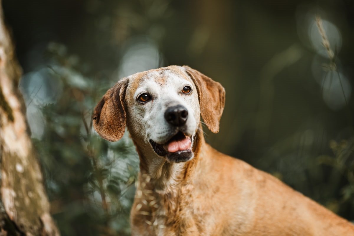 Segugio Maremmano Dreibein Portrait Hunde Fotoshooting Tierschutzhund Tierfotograf