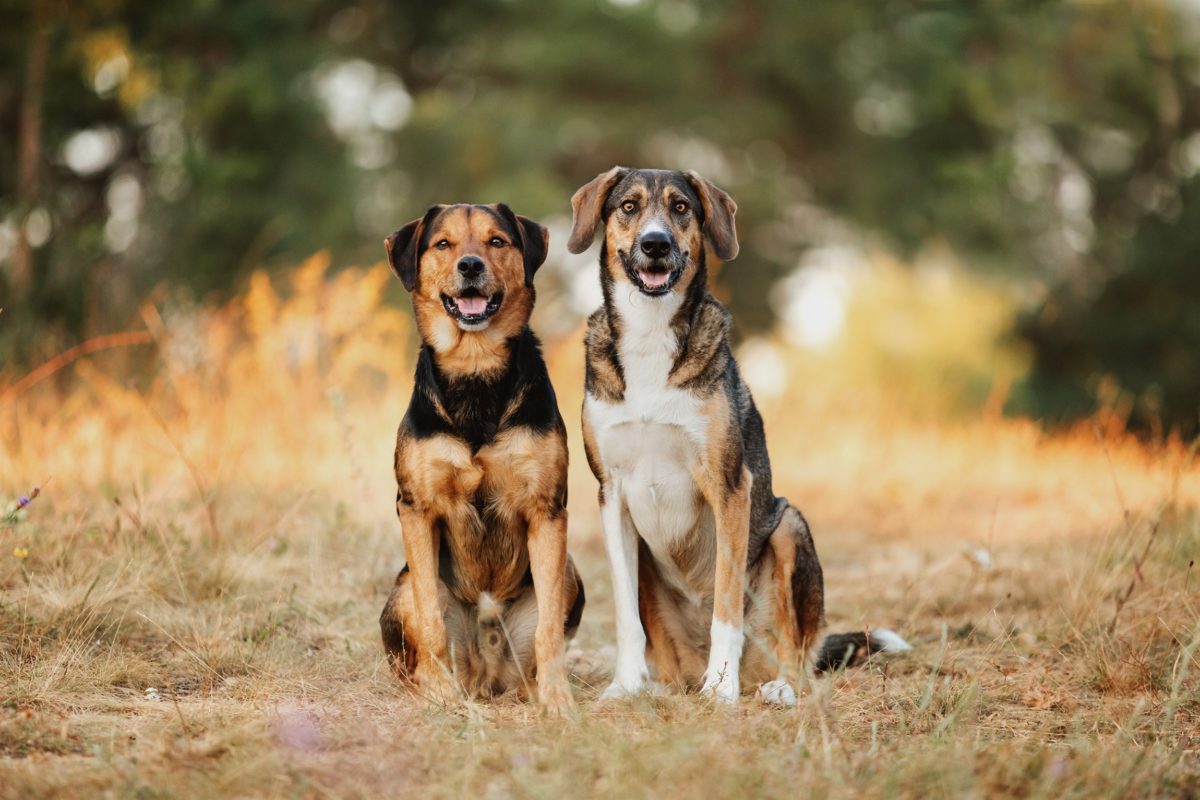 Hunde Fotoshooting Würzburg Karlstadt MSP Tierschutz