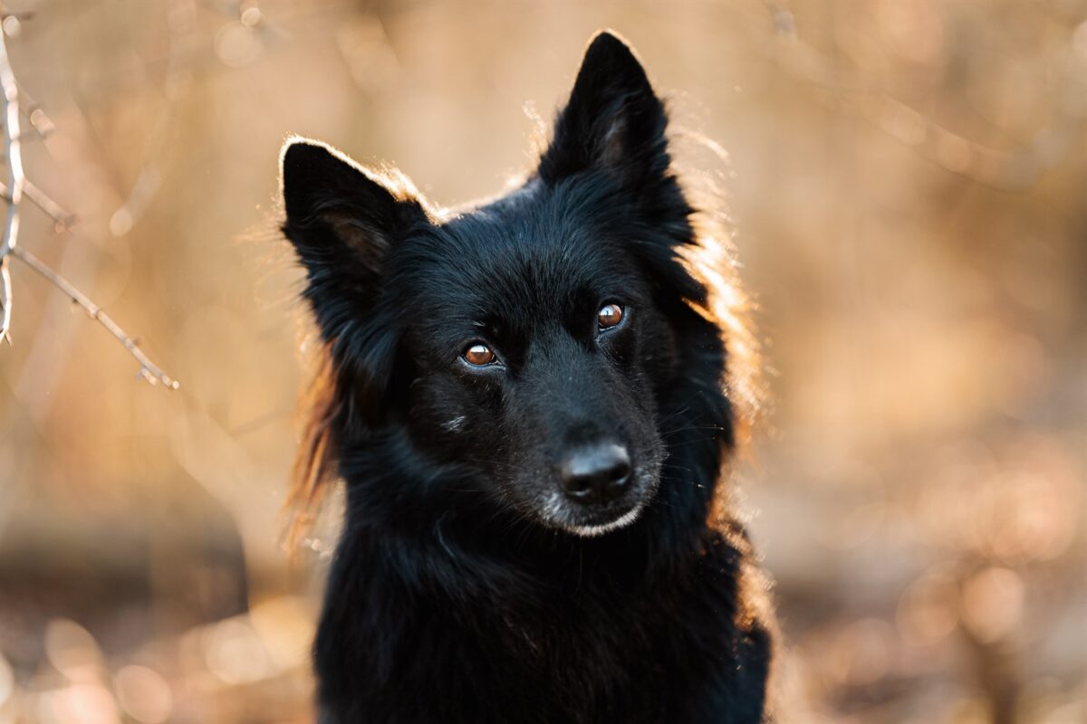 Hunde Fotoshooting Wuerzburg rhoen main spessart msp karlstadt Fotoshooting Hund Mensch