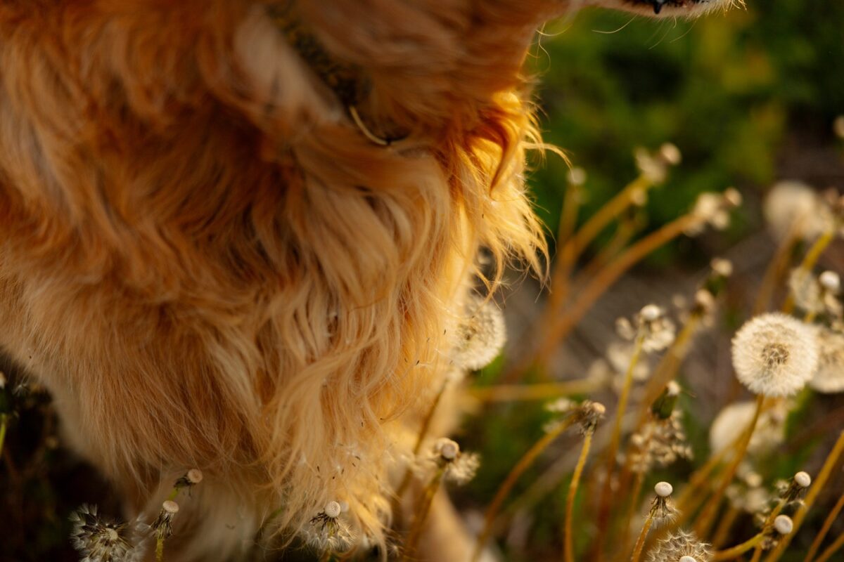 Hunde Fotoshooting Wuerzburg golden retriever merlin Fotowanderung Urlaub mit Hund Main Spessart Rhön Unterfranken Franken Fotowanderung Fotoshooting mit Hund und Mensch