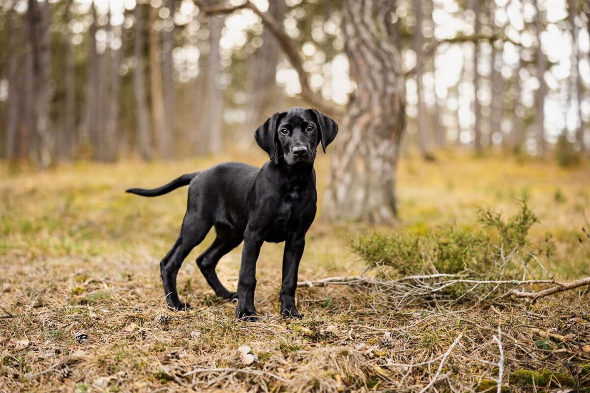 Hunde Fotoshooting Wuerzburg rhoen wasserkuppe kreuzberg urlaub mit hund rhön 31